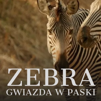     Zebra. Gwiazda w paski